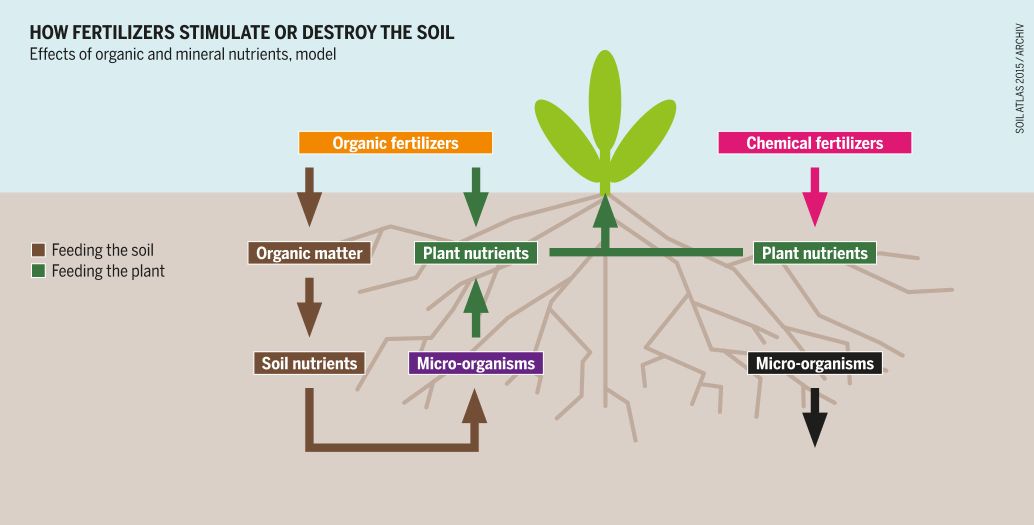 How fertilizers stimulate or destroy the soil